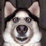 dog.JPG