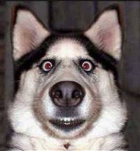 dog.JPG
